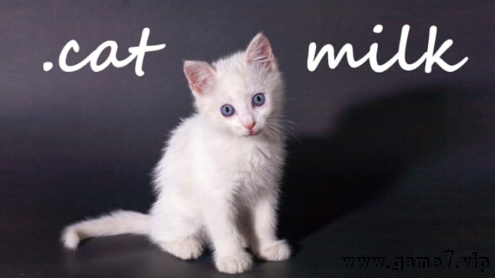 小猫奶 Cat Milk