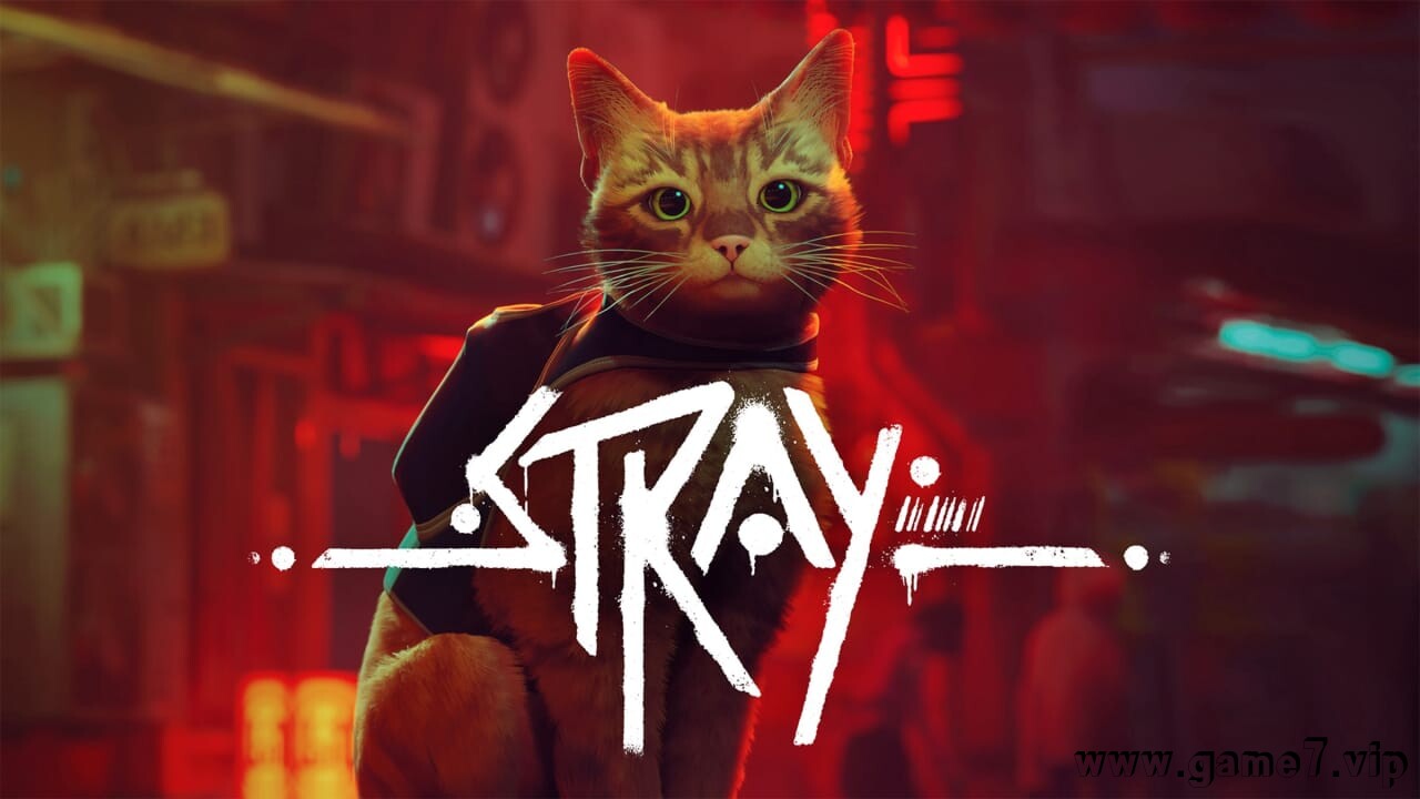 流浪猫丨Stray