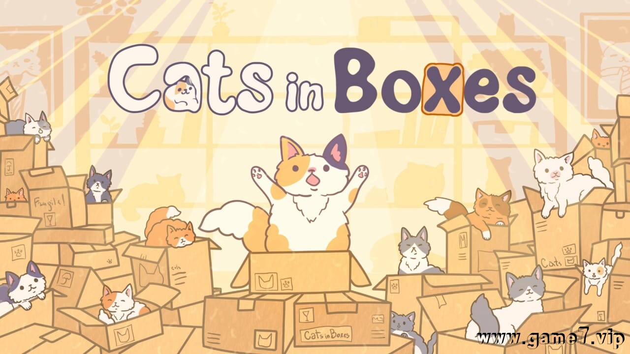 盒中猫丨Cats in Boxes